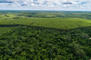 A imagem mostra uma vista aérea de uma vasta área de floresta. À esquerda, há uma densa vegetação verde, enquanto à direita, a vegetação é mais organizada, com fileiras de árvores em um padrão uniforme. O céu está parcialmente nublado, com nuvens brancas e um fundo azul claro. A paisagem se estende até o horizonte, onde se pode ver uma leve variação na topografia.