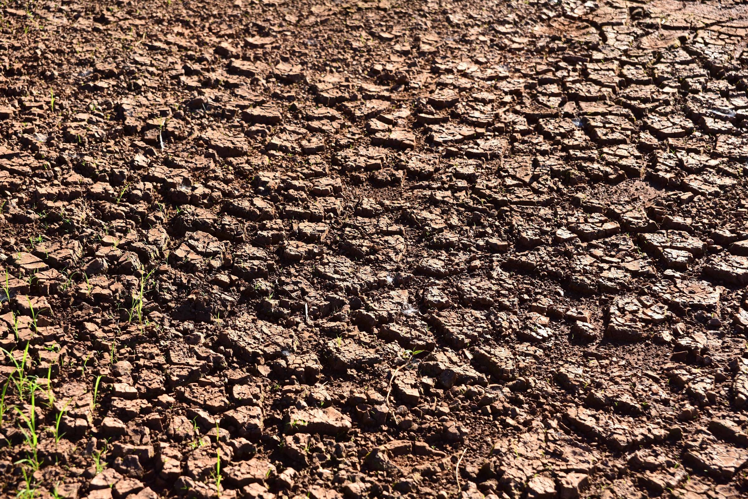 A imagem mostra um solo ressecado, com várias fissuras e rachaduras visíveis. Pequenas brotações verdes estão surgindo entre as fendas do solo, indicando o início do crescimento de plantas em um ambiente árido.