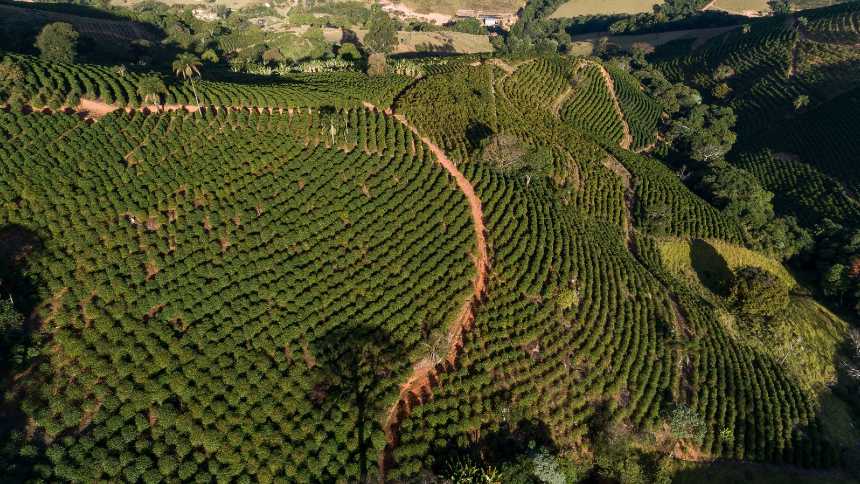 O café vulcânico do planalto de Poços ganha os paladares e o mundo