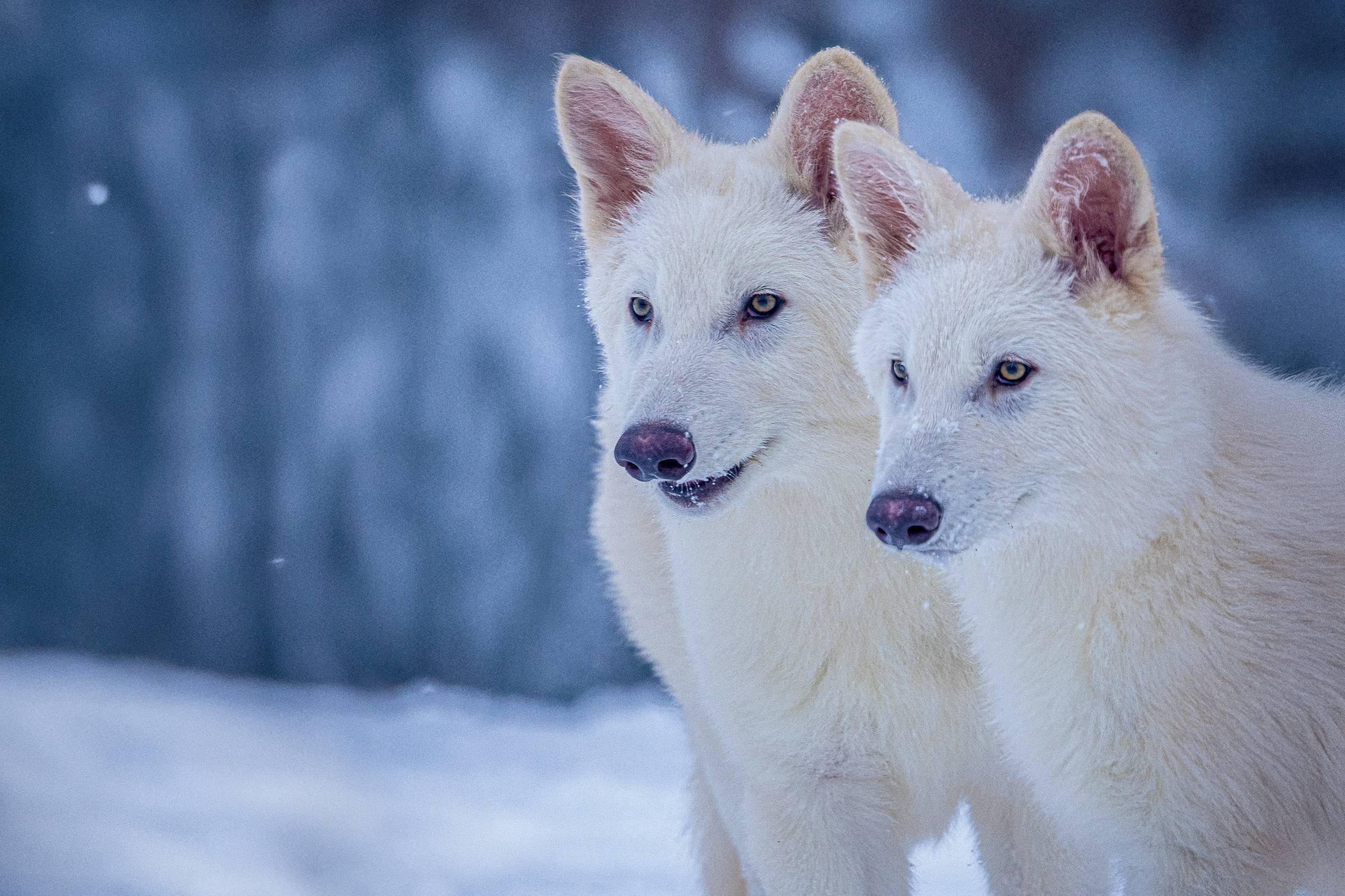 A imagem mostra dois lobos árticos de pelagem branca, em um ambiente nevado. Eles estão próximos um do outro, com expressões atentas, e o fundo é desfocado, sugerindo um cenário de inverno.