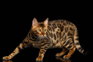 Um gato da raça Bengal está posicionado em um fundo preto. O gato tem pelagem com manchas em tons de marrom e dourado, destacando-se as marcas de leopardo. Ele está em uma pose de movimento, com uma das patas dianteiras levantadas e a cabeça ligeiramente inclinada para frente, mostrando seus grandes olhos amarelos.