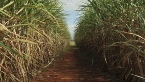 Agro é responsável por 60% da energia renovável usada no Brasil