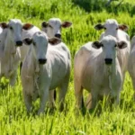 Taxa de 50% inviabiliza exportação de carne para os EUA, afirmam produtores de carne bovina do MT.
