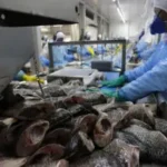 Brasil perde espaço na exportação de tilápias, com nova taxa de 50%.