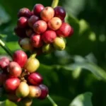 Técnica inédita de modelagem funcional-estrutural permitiu identificar melhor técnica de manejo de irrigação e hormônios vegetais para aumento de qualidade e produtividade de café