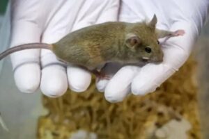 Projeto proíbe uso de animais em testes de cosméticos - 10/07/2025 - Ciência