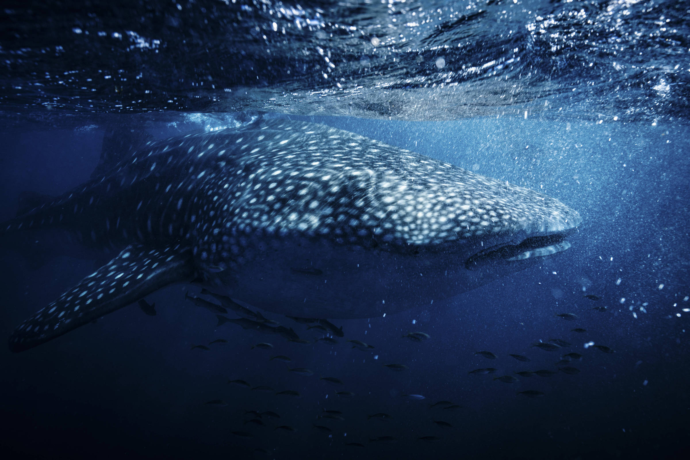 A imagem mostra um tubarão-baleia submerso em águas profundas, com luz filtrando-se através da superfície da água. O tubarão-baleia é grande e apresenta um padrão de manchas brancas em seu corpo escuro. Peixes menores nadam ao redor dele, e a cena é envolta em um tom azul profundo.