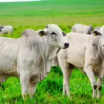 Setor de carne bovina, um dos principais produtos brasileiros exportados para os Estados Unidos, está entre os que não escaparam do tarifaço no agro