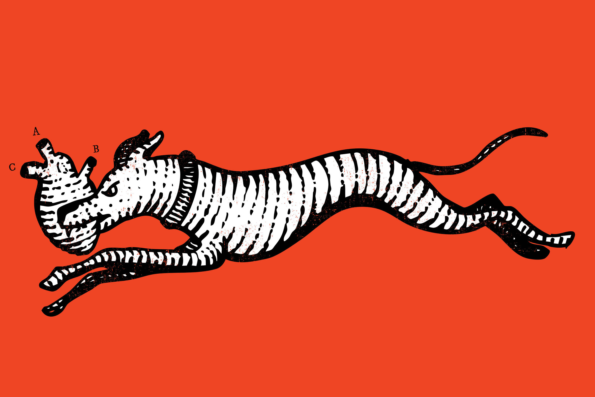 A imagem apresenta uma ilustração estilizada de um cão, com um padrão de listras brancas e pretas, em um fundo vermelho. O cão está em movimento, com a boca aberta, segurando um pequeno animal, que parece ser um gato. Letras A, B e C estão posicionadas próximas ao gato, sugerindo uma possível referência ou anotação. O estilo da ilustração é gráfico e simplificado, com contornos bem definidos.