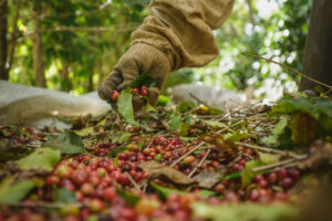 Café: consumidores voltam a pagar mais nos supermercados - 18/09/2025 - Vaivém