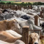 Crise no agronegócio