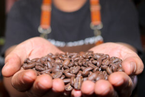 Duas mãos abertas seguram uma quantidade generosa de grãos de café torrados, com foco nos grãos e fundo desfocado mostrando parte do tronco de uma pessoa com avental marrom e camiseta preta.