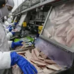 Setor vê ameaça à produção de tilápia no país com possível classificação da espécie como invasora