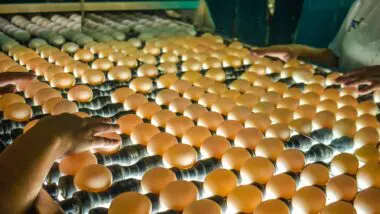 Gripe aviária pode gerar pandemia pior que a de Covid-19