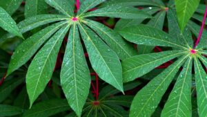 Sobras da mandioca derrubam custo da alimentação bovina