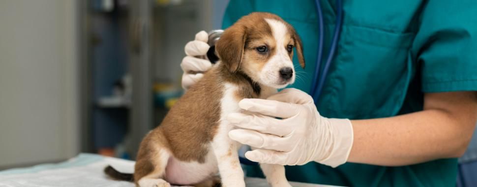 Modelos de negócio especializados impulsionam crescimento no mercado pet brasileiro