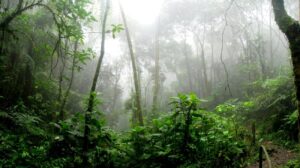 Área preservada da Amazônia vinculada a projeto de tokenização ambiental com rastreabilidade blockchain