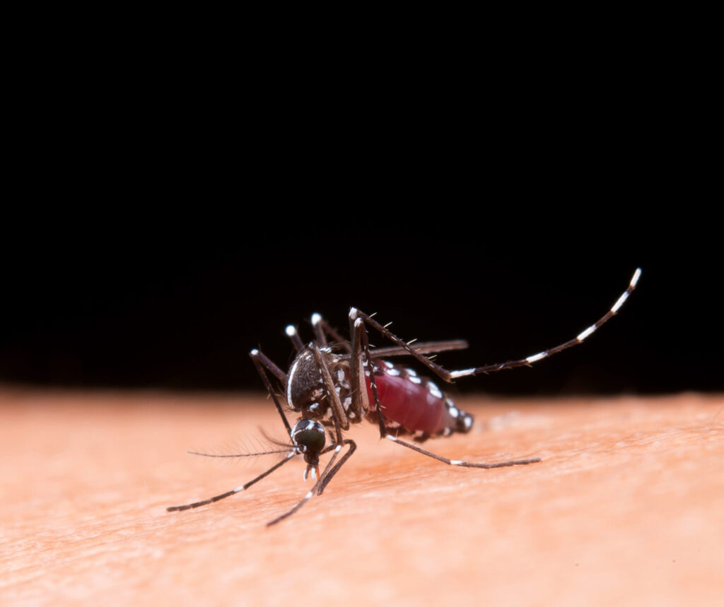 Os meses de janeiro, fevereiro e março concentram o período de maior presença de mosquitos no Brasil. O calor e o aumento das chuvas criam condições ideais para a proliferação do Aedes Aegypti e de diversos pernilongos
