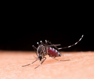 Os meses de janeiro, fevereiro e março concentram o período de maior presença de mosquitos no Brasil. O calor e o aumento das chuvas criam condições ideais para a proliferação do Aedes Aegypti e de diversos pernilongos