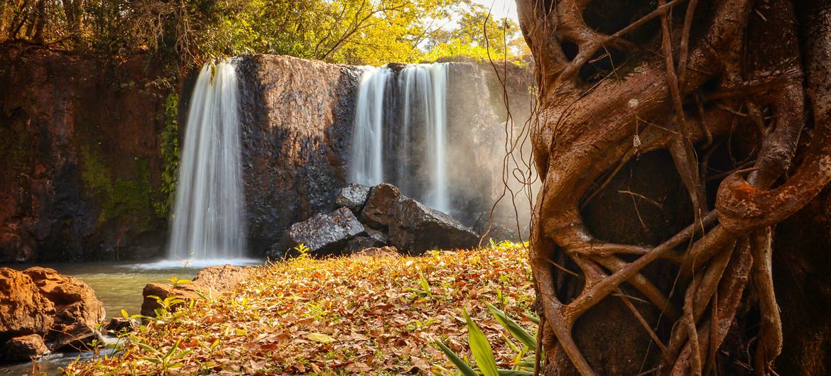 Sítios da Unesco freiam extinção em massa da vida selvagem