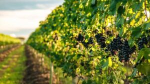 Uma nova geografia do vinho: os terroirs nordestinos começam a ganhar espaço