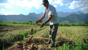 Governo orienta contra PL que permite renegociar dívidas do agro