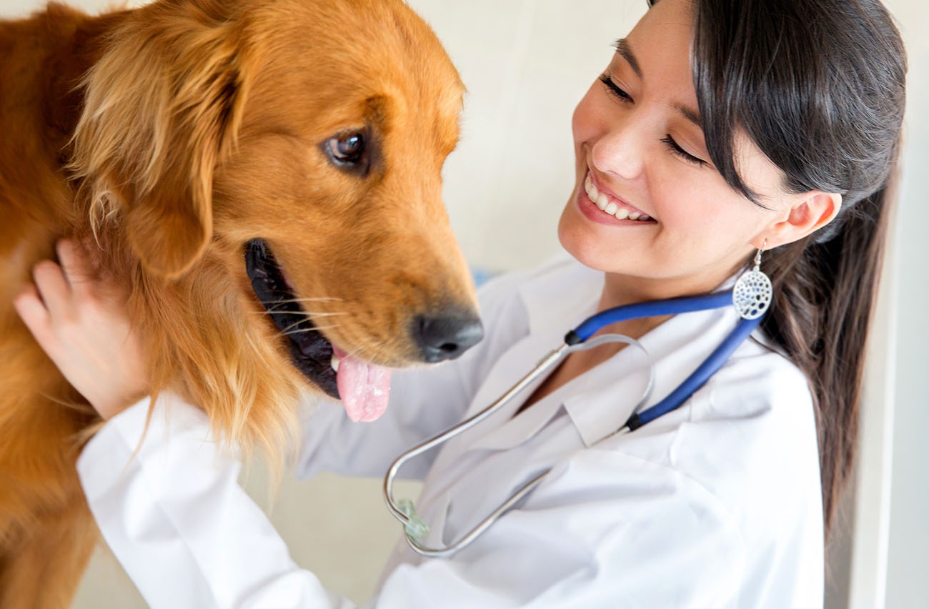Dermatologia veterinária impulsiona nova fase do mercado pet com foco em prevenção, ciência e protocolos mais inteligentes