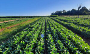 substância de dejetos suínos pode substituir fertilizantes