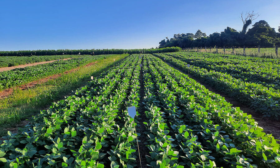 substância de dejetos suínos pode substituir fertilizantes