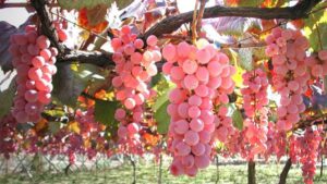 O "terroir tech" dos delicados e raros vinhos japoneses