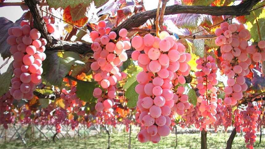 O “terroir tech” dos delicados e raros vinhos japoneses