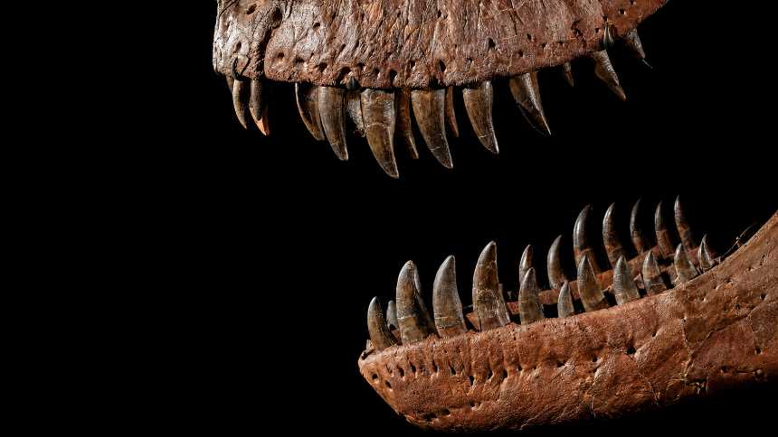 Gus, o T. rex de US$ 50 milhões: a pré-história tem dono?