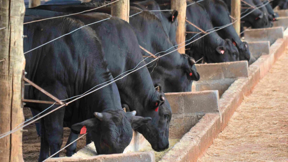 Barreiras da China e UE devem reduzir preço da carne bovina