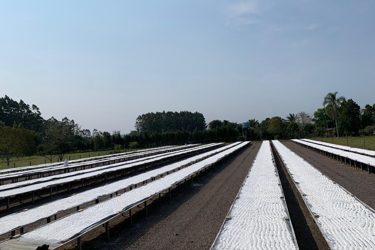 Ingrediente brasileiro ganha espaço no mercado sem glúten dos Estados Unidos