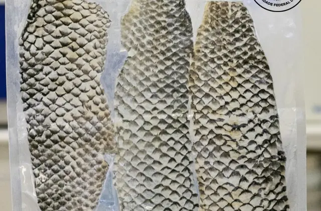 Brasil terá primeira fábrica de curativo à base de pele de tilápia